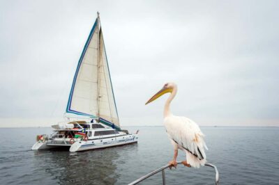 Walvis Bay: Marine Big 5 Luxury Catamaran Tour - Getting to the Catamaran Charters Check-In (and avoiding morning stress)