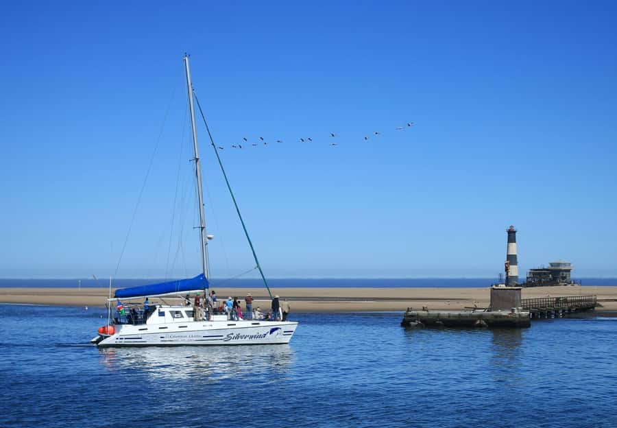 Walvis Bay: Marine Big 5 Luxury Catamaran Tour - Birds, ships, and the everyday theater of Walvis Bay