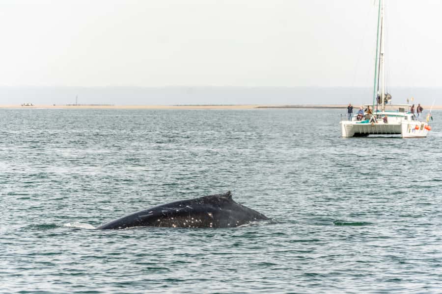 Walvis Bay: Marine Big 5 Luxury Catamaran Tour - Who this tour is perfect for (and who should adjust expectations)