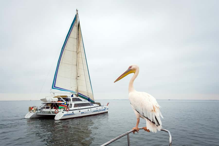 Walvis Bay: Marine Big 5 Luxury Catamaran Tour - Getting to the Catamaran Charters Check-In (and avoiding morning stress)
