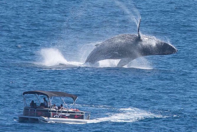 Whale Watching in Cabo San Lucas on board our Luxury Trimaran! - Key Points I’d Bank On