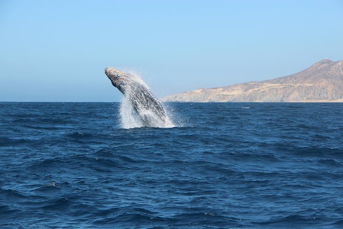 Whale Watching in Cabo San Lucas on board our Luxury Trimaran! - How the Guide Helps You Spot: Notes From Sergio On the Water