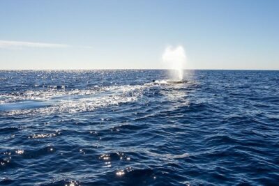 Whale Watching in Cabo San Lucas on board our Luxury Trimaran! - Luxury Trimaran Comfort and Life Jackets That Actually Matter