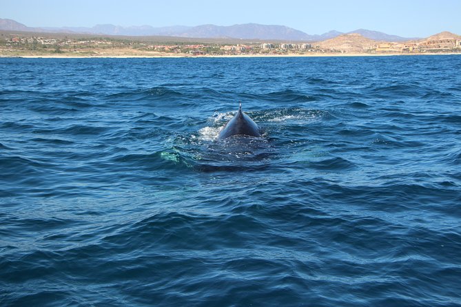 Whale Watching in Cabo San Lucas on board our Luxury Trimaran! - Price and Value: What You Get for About $115