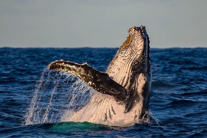 Whale Watching in Cabo San Lucas on board our Luxury Trimaran! - Pickup, Meeting Point, and the One Tip That Saves Stress