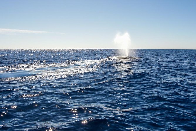 Whale Watching in Cabo San Lucas on board our Luxury Trimaran! - Luxury Trimaran Comfort and Life Jackets That Actually Matter