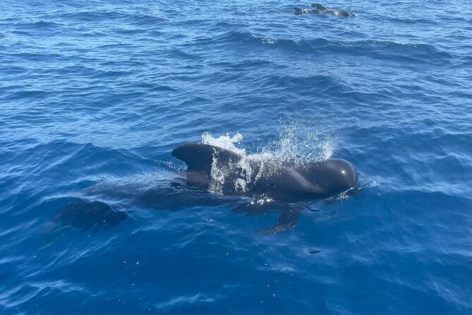 Whales and Dolphins excursion on a Luxury Yacht in Canary Islands - Stop 2: Los Cristianos Cliffs for Snorkeling, Swim Time, and Tapas