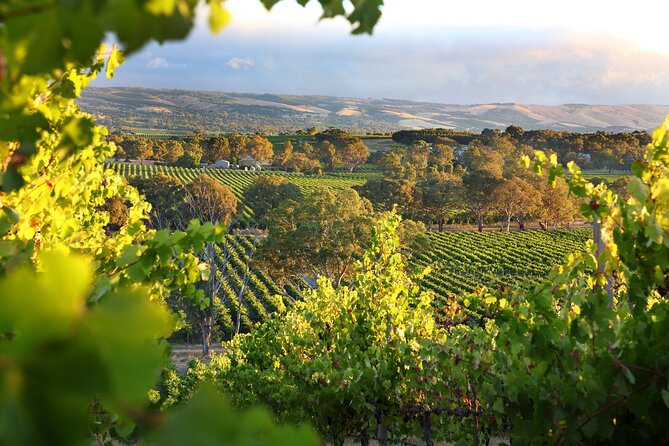 Wine Tour Yarra Valley Five Star Experience - Key things that make this Yarra Valley day trip tick